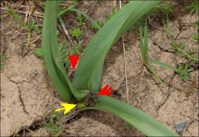 Colchicum neapolitanum 24