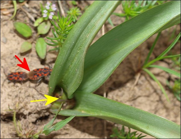 Colchicum neapolitanum 25