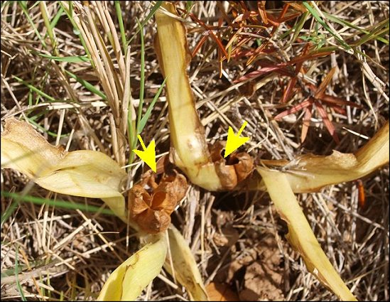 Colchicum neapolitanum 27