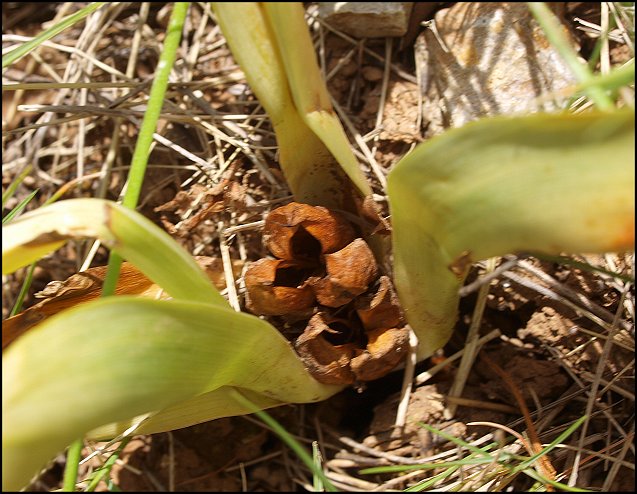 Colchicum neapolitanum 28