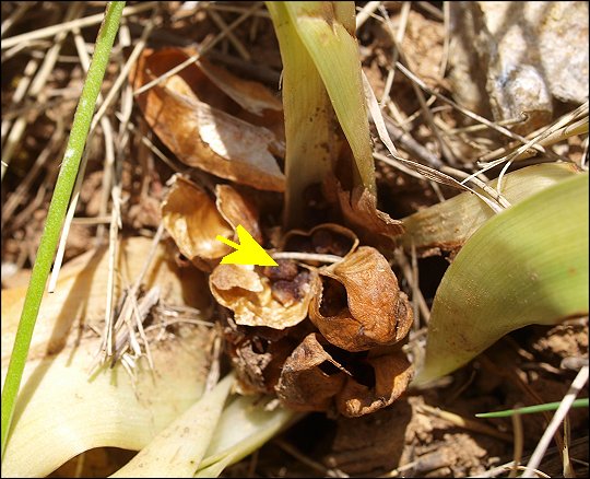 Colchicum neapolitanum 29