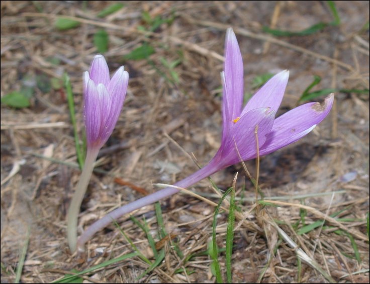 Colchicum neapolitanum 4