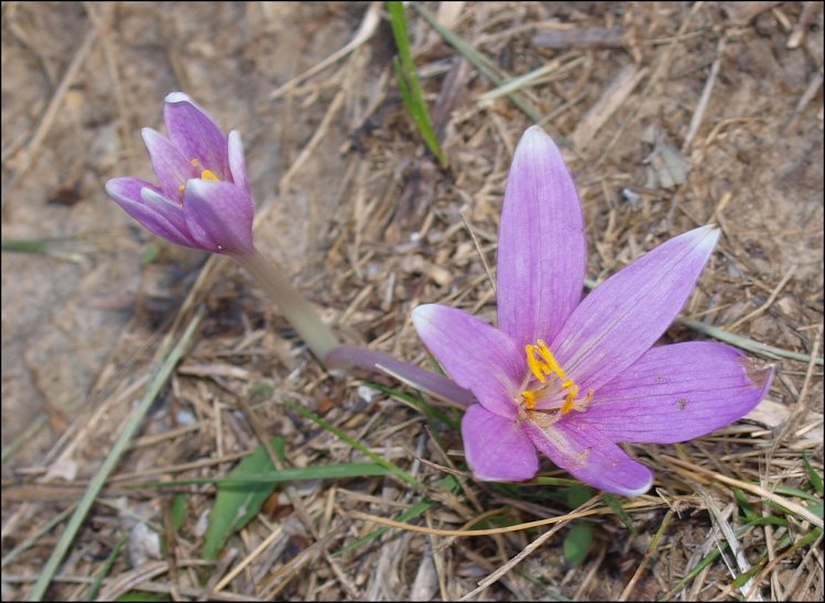 Colchicum neapolitanum  5