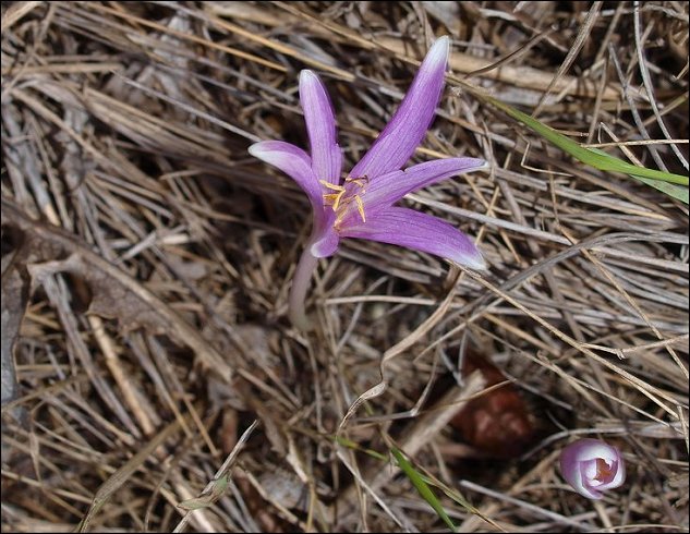 Colchicum neapolitanum 7