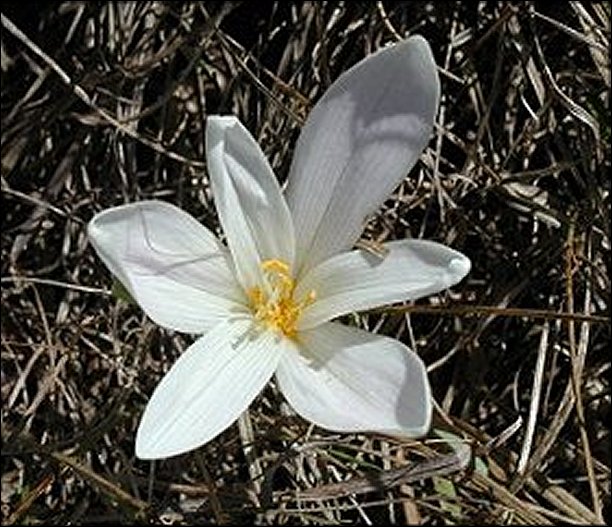 Colchicum neapolitanum 8