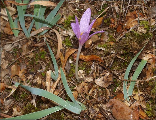 Colchicum, Iris