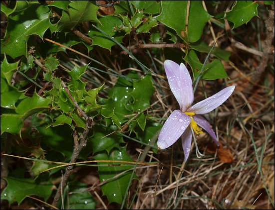 Colchicum, Kerms