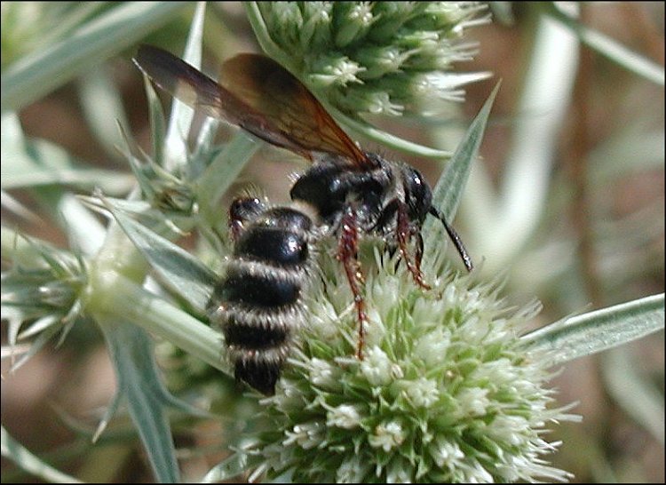 Colpa quinquecincta 1