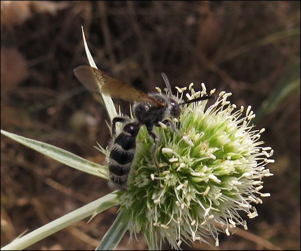 Colpa quinquecincta 2
