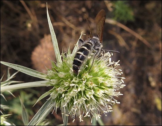 Colpa quinquecincta 3