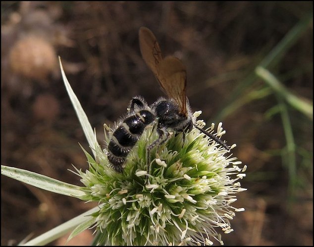 Colpa quinquecincta 4