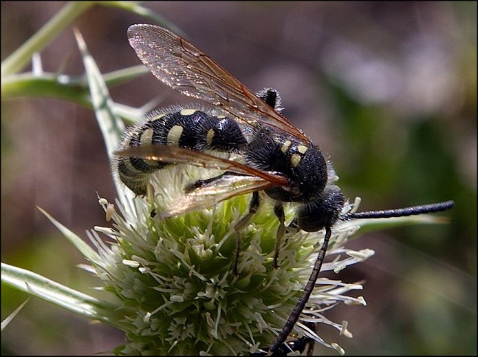 Colpa sexmaculata 2