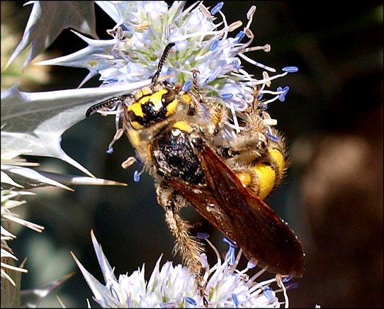 Colpa sexmaculata 3