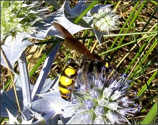 Colpa sexmaculata 5
