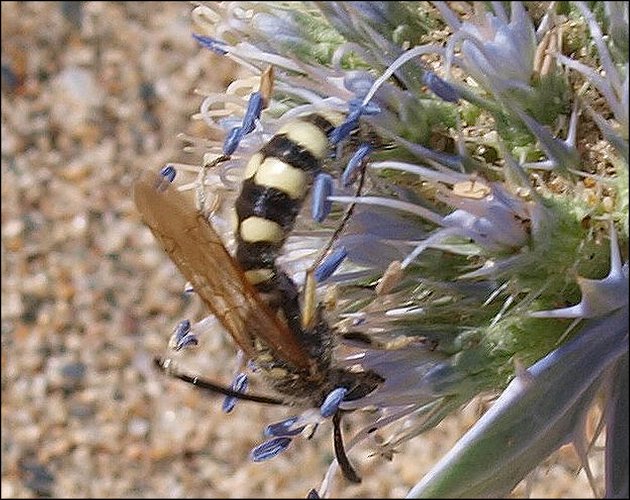 Colpa sexmaculata 6