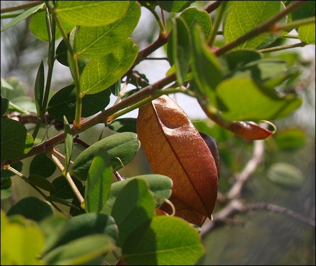 Colutea arborescens 10