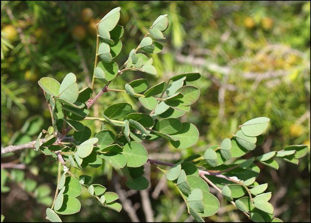 Colutea arborescens 2