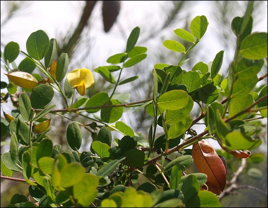 Colutea arborescens 3