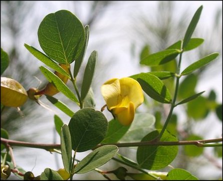 Colutea arborescens 4