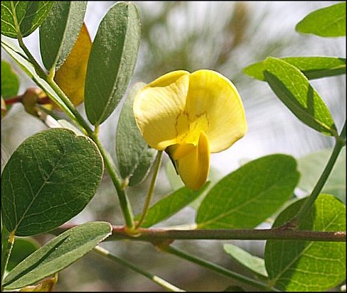 Colutea arborescens 5