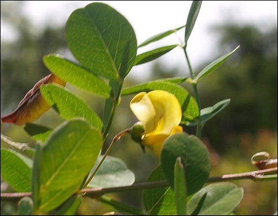 Colutea arborescens 6
