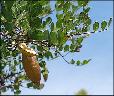 Colutea arborescens 7