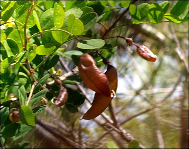 Colutea arborescens 9