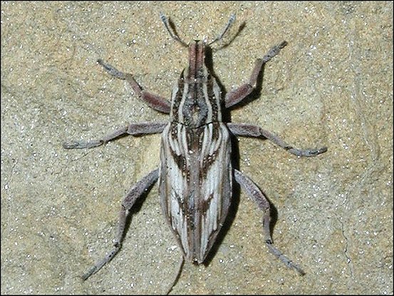 Coniocleonus  nigrosuturatus 1