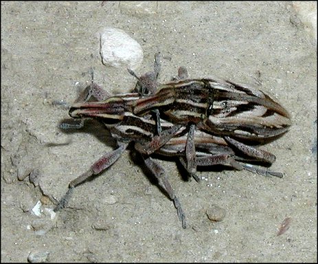 Coniocleonus nigrosuturatus 10