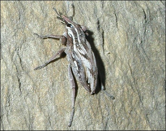 Coniocleonus nigrosuturatus 2