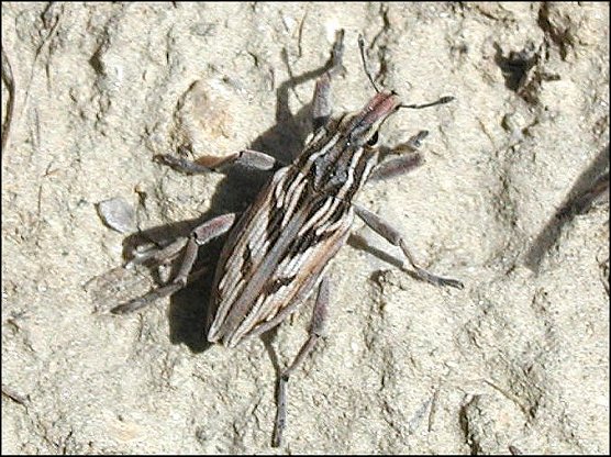 Coniocleonus nigrosuturatus 4