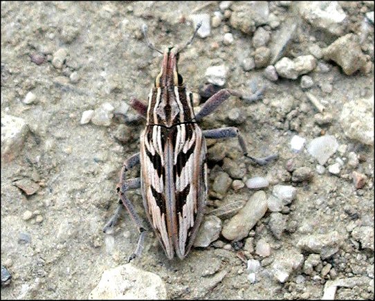 Coniocleonus nigrosuturatus 5