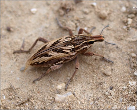 Coniocleonus nigrosuturatus 6