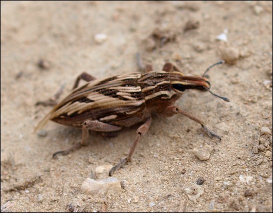 Coniocleonus nigrosuturatus 8