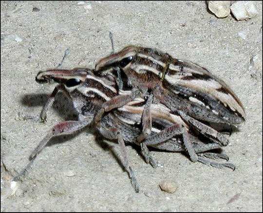 Coniocleonus nigrosuturatus 9