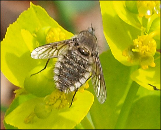 Conophorus virescens 2