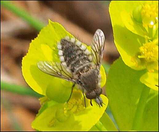 Conophorus virescens 3