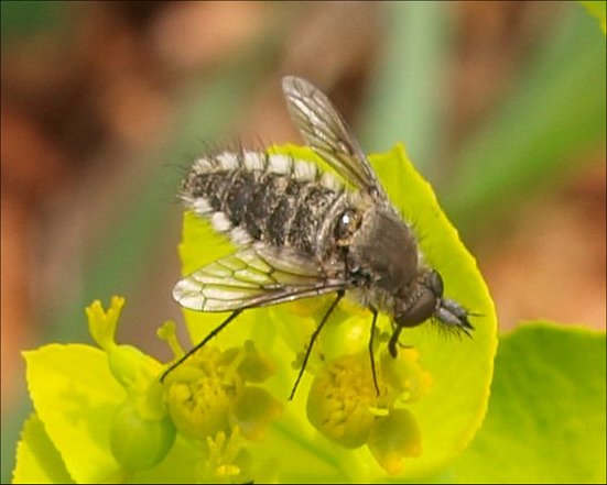 Conophorus virescens 4