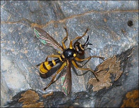 Conops quadrifasciatus 1