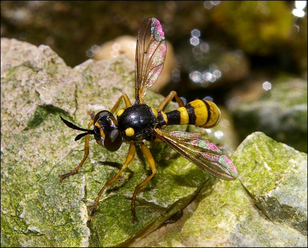 Conops quadrifasciatus 2