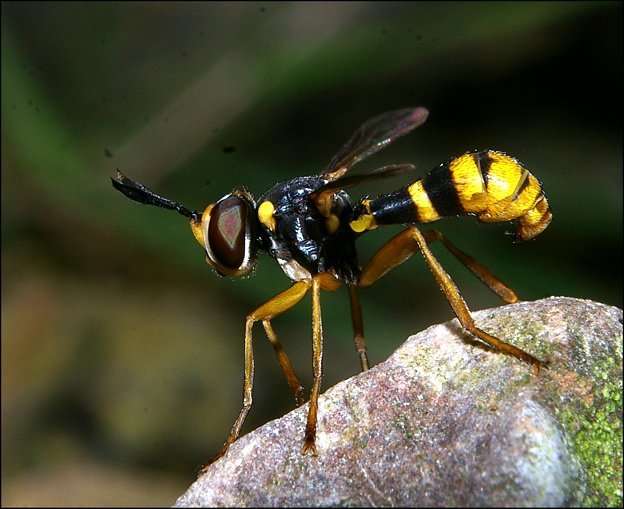 Conops quadrifasciatus 3