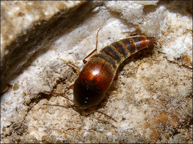 Conosoma cavicola 1