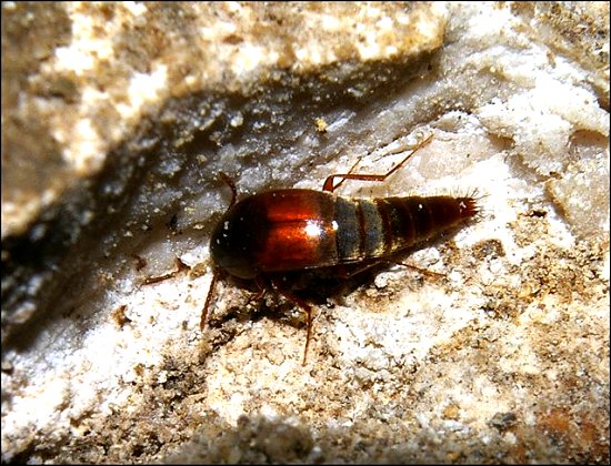 Conosoma cavicola 2