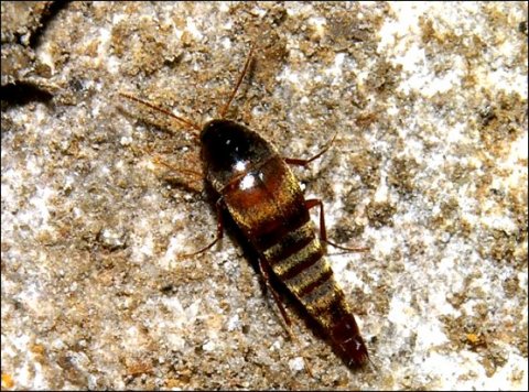 Conosoma cavicola 3