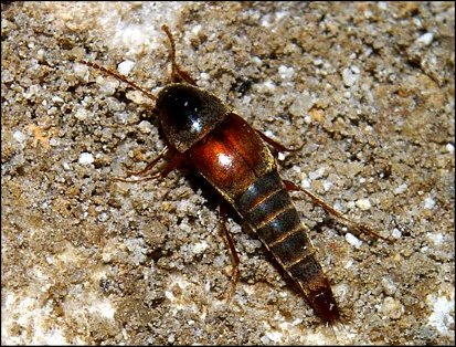 Conosoma cavicola 4