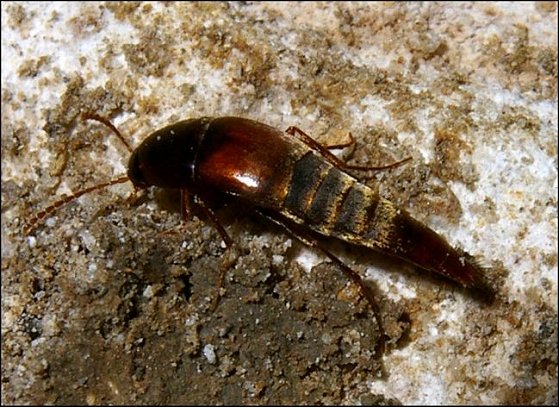 Conosoma cavicola 5
