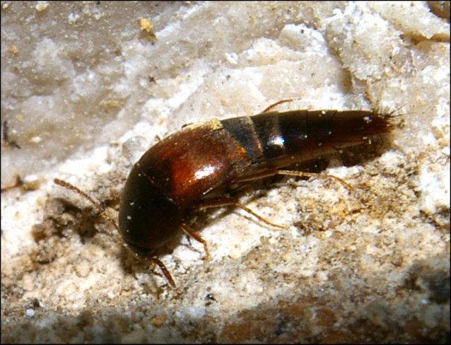 Conosoma cavicola 6