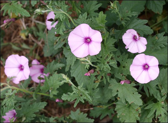 Convolvulus althaeoides 1