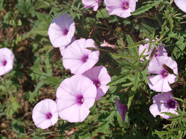 Convolvulus althaeoides 2
