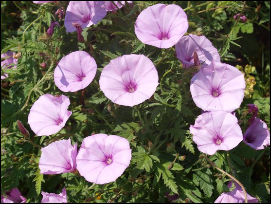 Convolvulus althaeoides 3